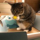 狗蛋
