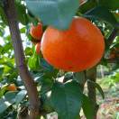 四川水果代办代发13540249921施