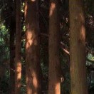 狄先生的头像