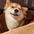 错把红装点佳人