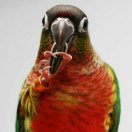 honker's Avatar