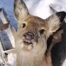 用户97075551的头像-cok论坛 - AGREE动漫游戏