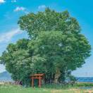 西安小草陈瑶***