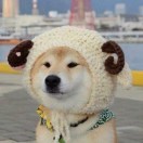 Losoul-长游分享网