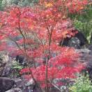芳草