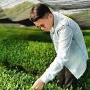 青昔制茶 抹茶 陈卓伟***