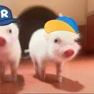 你得睡觉觉了ᰔᩚ