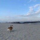 晓晨