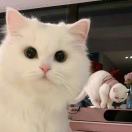 青鲤