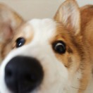 桥边小伙 