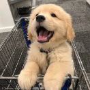 小**