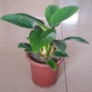華宇