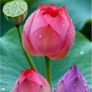 出水芙蓉.