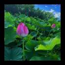 蜂鸟部落有享云商