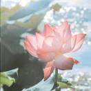水仙