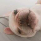 YPP Castello Court转租