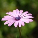 being的头像-归元之道