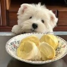 林巧燕
