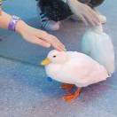 HE