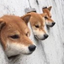 笨笨