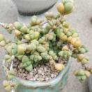 视频砖厂