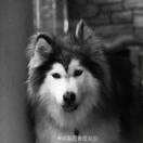 SSH's Avatar