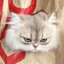 u客直谈实名认证冯先生