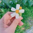 小海豚_68607764