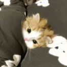 Lewisham Exchange转租&房东直租