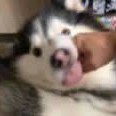 神樂心