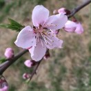 券妈妈会员: 夏日荷花