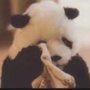 景风的头像-音创社AI SonoCraft丨科技改变未来