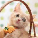 磐石的头像-梦马考研