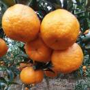 柑橘资源13330800648