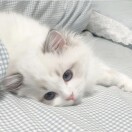 用户头标