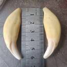 许七安的狗牙与狗肉的头像-悠然分享库