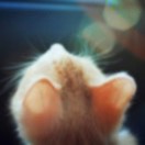 zhangll's Avatar