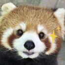 山楂山楂片流形冰美式仙人