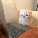 橙橙猫