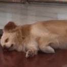 the Belmont apartment转租&房东直租