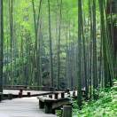 江湖夜雨十年灯空想之喵吉恩en