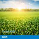 张雷鸣 | 益常青-低聚木糖