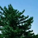 王林的头像-聚林创库