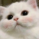 向稚妙