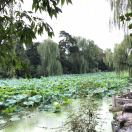 小小鸟