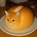 面猫（刚出炉所以挺烫的）