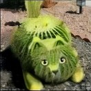 HeadImage