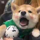 达达
