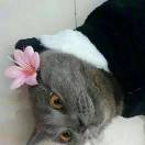 筝