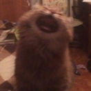 hey***
